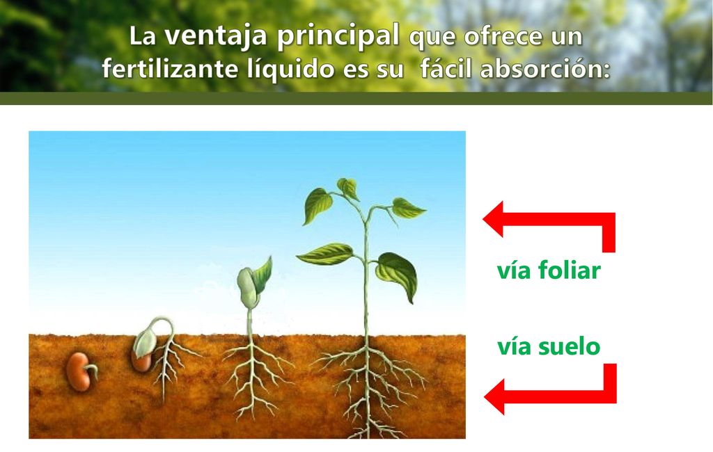 La ventaja principal que ofrece un fertilizante líquido es su fácil absorción: