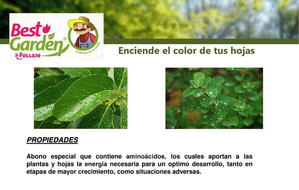 Enciende el color de tus hojas