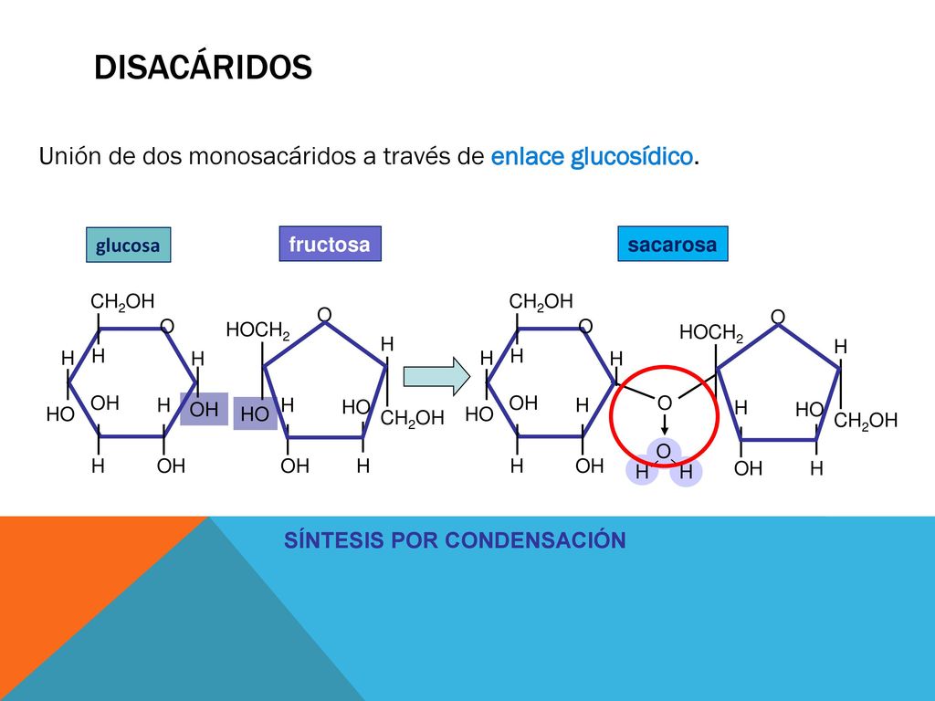 Disacáridos Unión de dos monosacáridos a través de enlace glucosídico.