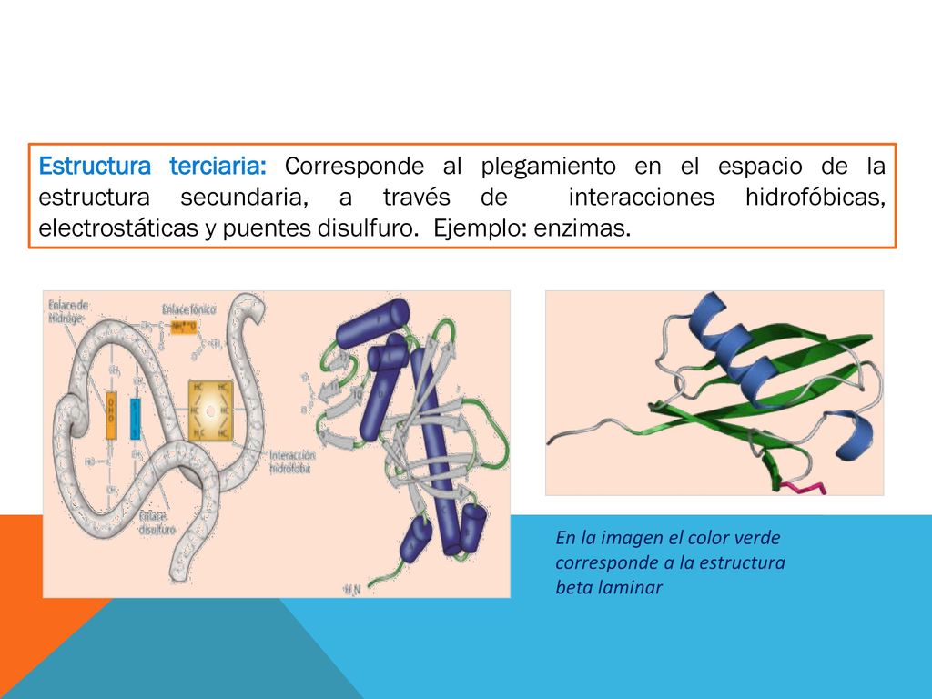 Estructura terciaria: Corresponde al plegamiento en el espacio de la estructura secundaria, a través de interacciones hidrofóbicas, electrostáticas y puentes disulfuro. Ejemplo: enzimas.
