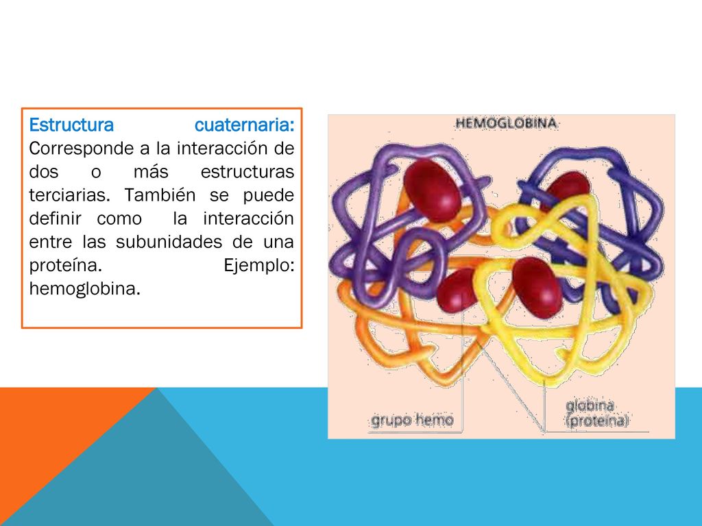 Estructura cuaternaria: Corresponde a la interacción de dos o más estructuras terciarias.