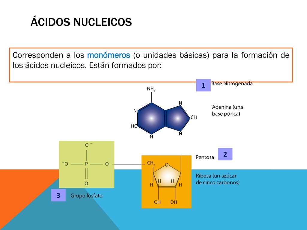 Ácidos nucleicos Corresponden a los monómeros (o unidades básicas) para la formación de los ácidos nucleicos. Están formados por: