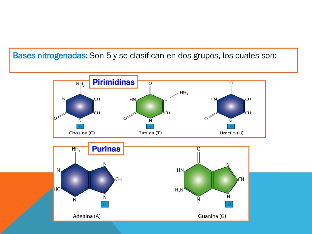 Bases nitrogenadas: Son 5 y se clasifican en dos grupos, los cuales son: