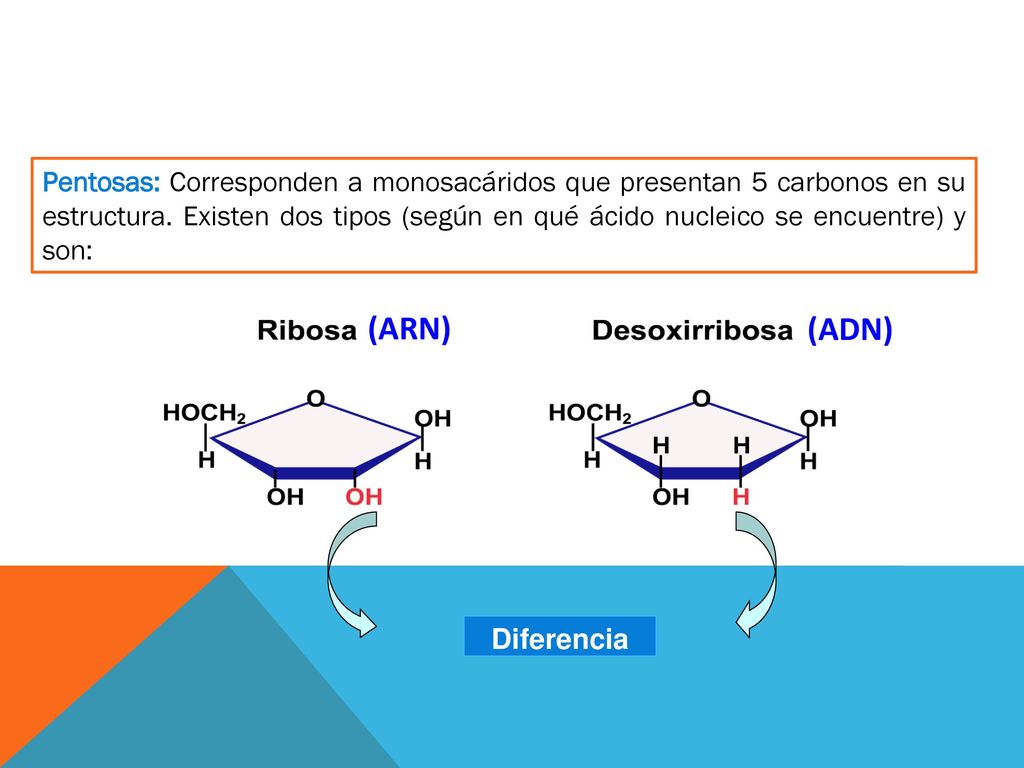 Pentosas: Corresponden a monosacáridos que presentan 5 carbonos en su estructura. Existen dos tipos (según en qué ácido nucleico se encuentre) y son: