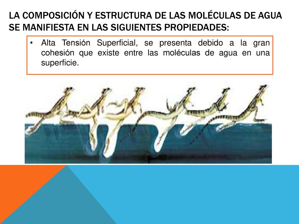 La composición y estructura de las moléculas de agua se manifiesta en las siguientes propiedades: