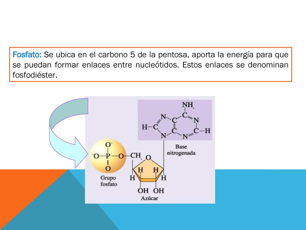 Fosfato: Se ubica en el carbono 5 de la pentosa, aporta la energía para que se puedan formar enlaces entre nucleótidos.