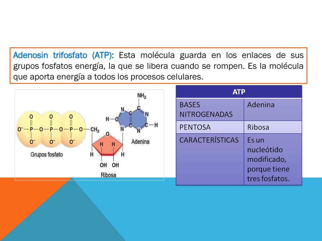 Adenosin trifosfato (ATP): Esta molécula guarda en los enlaces de sus grupos fosfatos energía, la que se libera cuando se rompen.