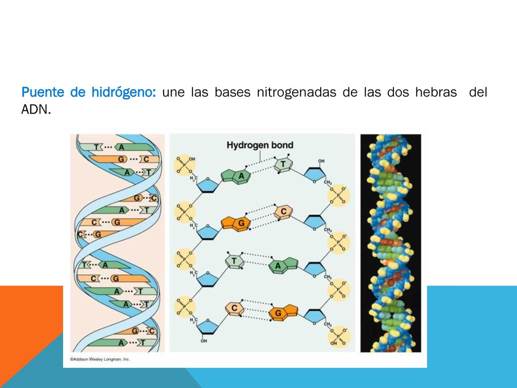 Puente de hidrógeno: une las bases nitrogenadas de las dos hebras del ADN.
