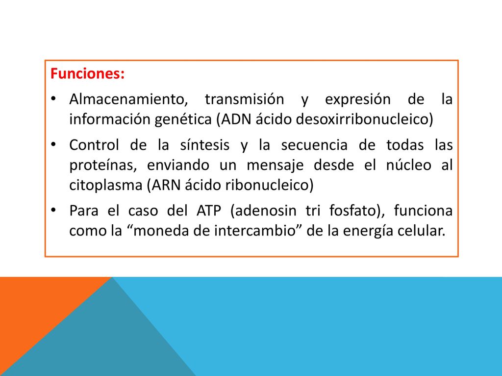 Funciones: Almacenamiento, transmisión y expresión de la información genética (ADN ácido desoxirribonucleico)