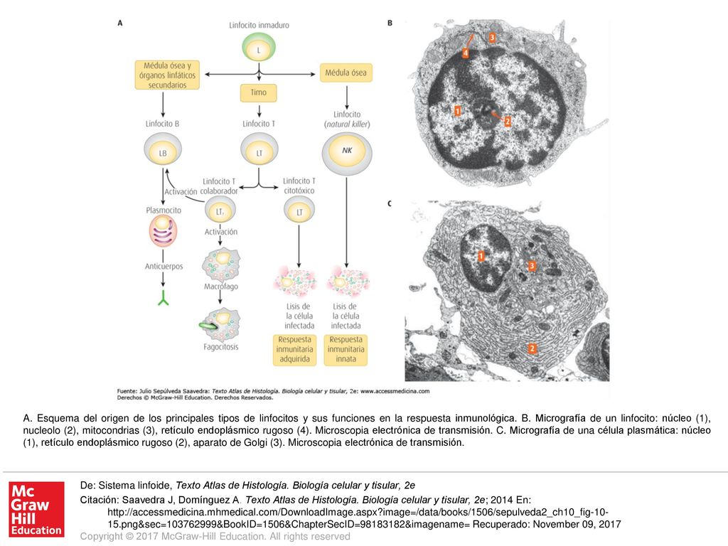 A. Esquema del origen de los principales tipos de linfocitos y sus funciones en la respuesta inmunológica. B. Micrografía de un linfocito: núcleo (1), nucleolo (2), mitocondrias (3), retículo endoplásmico rugoso (4). Microscopia electrónica de transmisión. C. Micrografía de una célula plasmática: núcleo (1), retículo endoplásmico rugoso (2), aparato de Golgi (3). Microscopia electrónica de transmisión.