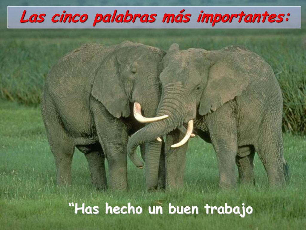 Las cinco palabras más importantes: Has hecho un buen trabajo