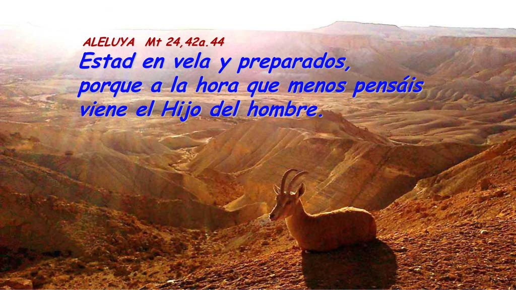 ALELUYA Mt 24,42a.44 Estad en vela y preparados, porque a la hora que menos pensáis viene el Hijo del hombre.