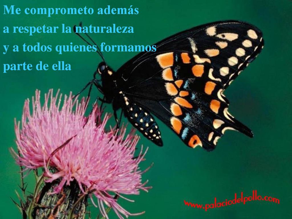 Me comprometo además a respetar la naturaleza y a todos quienes formamos parte de ella