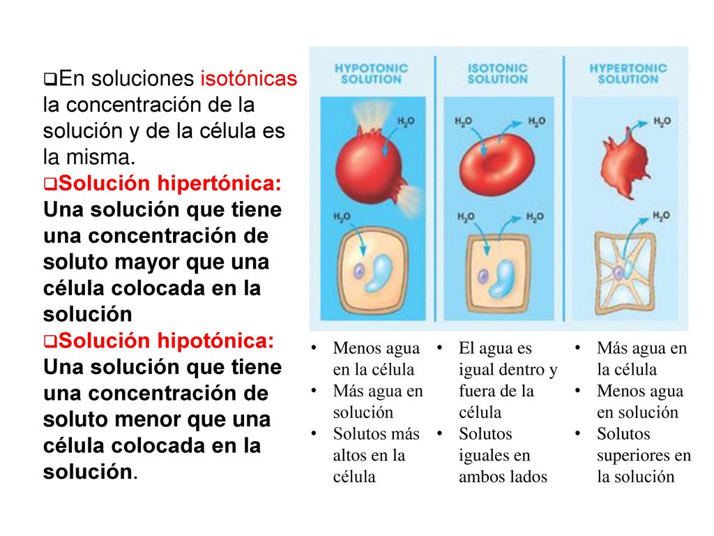 En soluciones isotónicas la concentración de la solución y de la célula es la misma.