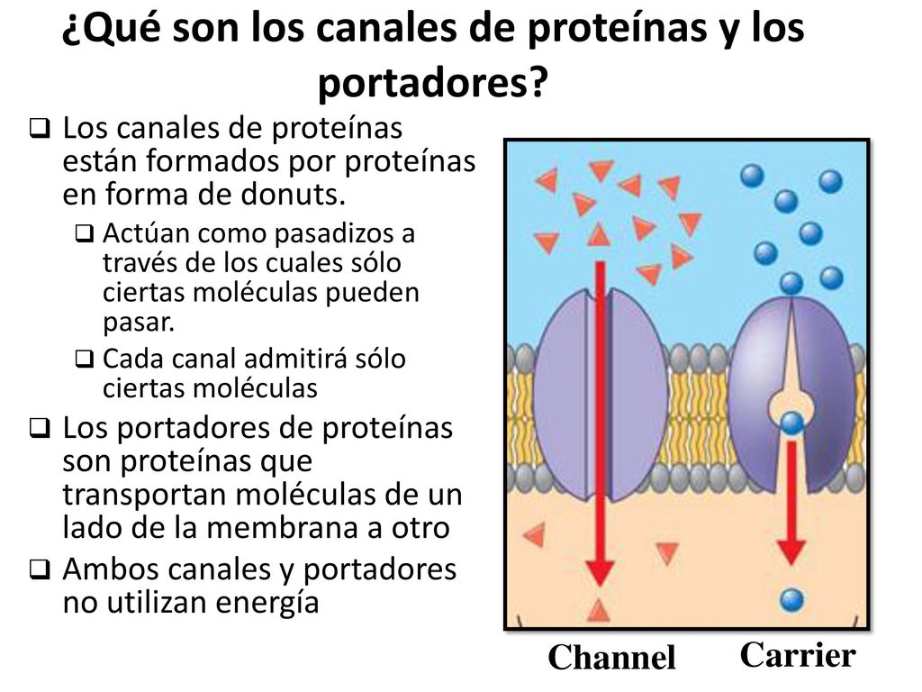 ¿Qué son los canales de proteínas y los portadores