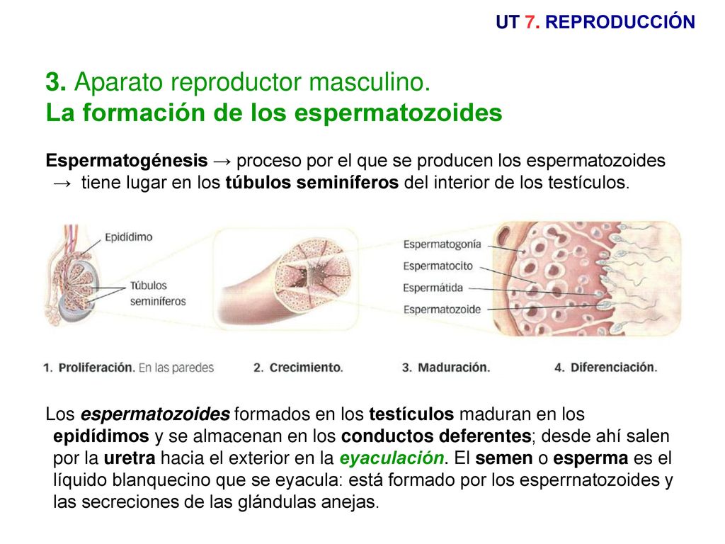 3. Aparato reproductor masculino. La formación de los espermatozoides