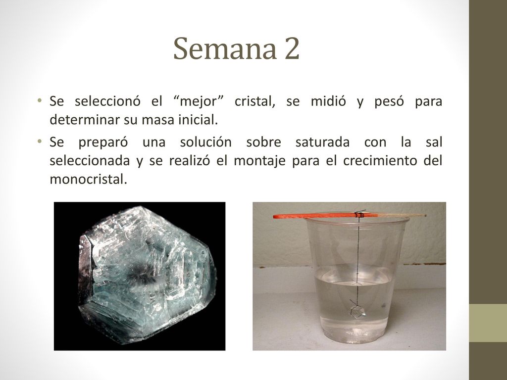 Semana 2 Se seleccionó el mejor cristal, se midió y pesó para determinar su masa inicial.