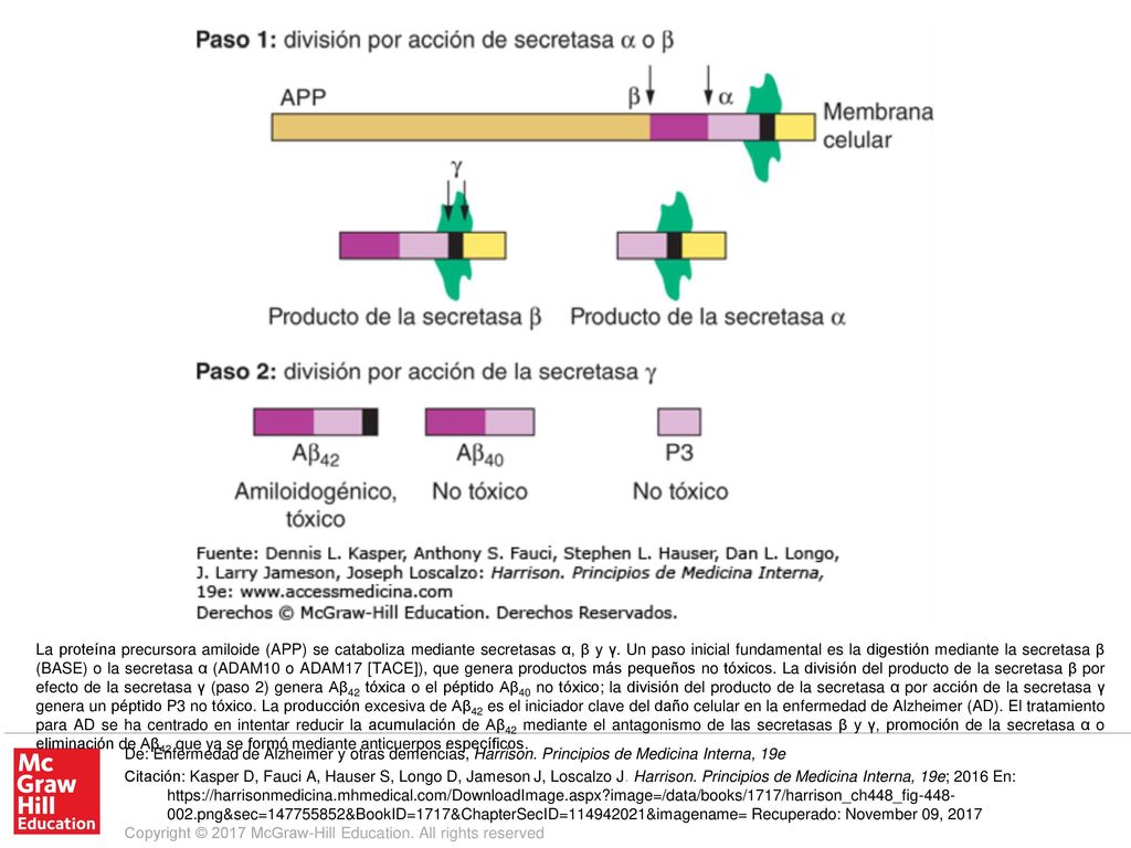 La proteína precursora amiloide (APP) se cataboliza mediante secretasas α, β y γ. Un paso inicial fundamental es la digestión mediante la secretasa β (BASE) o la secretasa α (ADAM10 o ADAM17 [TACE]), que genera productos más pequeños no tóxicos. La división del producto de la secretasa β por efecto de la secretasa γ (paso 2) genera Aβ42 tóxica o el péptido Aβ40 no tóxico; la división del producto de la secretasa α por acción de la secretasa γ genera un péptido P3 no tóxico. La producción excesiva de Aβ42 es el iniciador clave del daño celular en la enfermedad de Alzheimer (AD). El tratamiento para AD se ha centrado en intentar reducir la acumulación de Aβ42 mediante el antagonismo de las secretasas β y γ, promoción de la secretasa α o eliminación de Aβ42 que ya se formó mediante anticuerpos específicos.