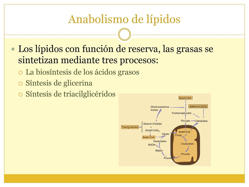 Anabolismo de lípidos Los lípidos con función de reserva, las grasas se sintetizan mediante tres procesos: