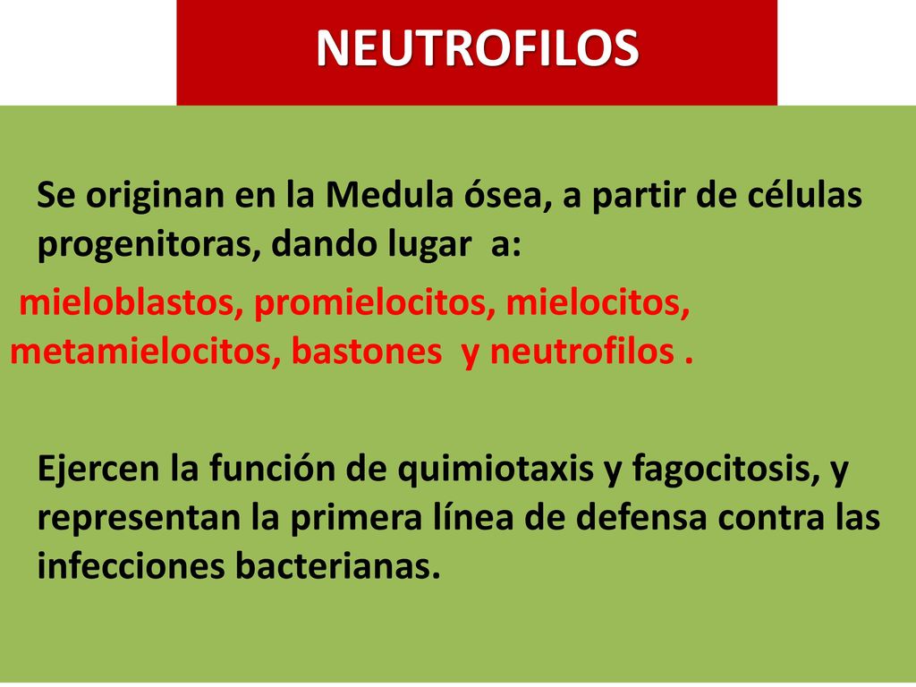 NEUTROFILOS Se originan en la Medula ósea, a partir de células progenitoras, dando lugar a: