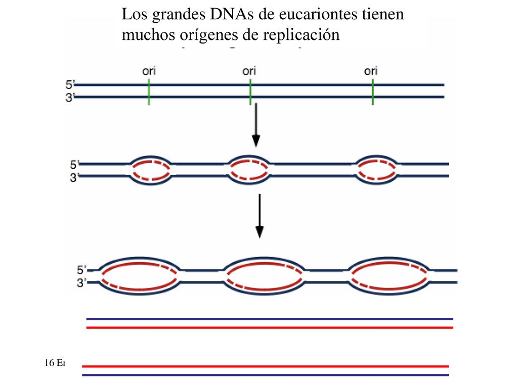 Los grandes DNAs de eucariontes tienen muchos orígenes de replicación