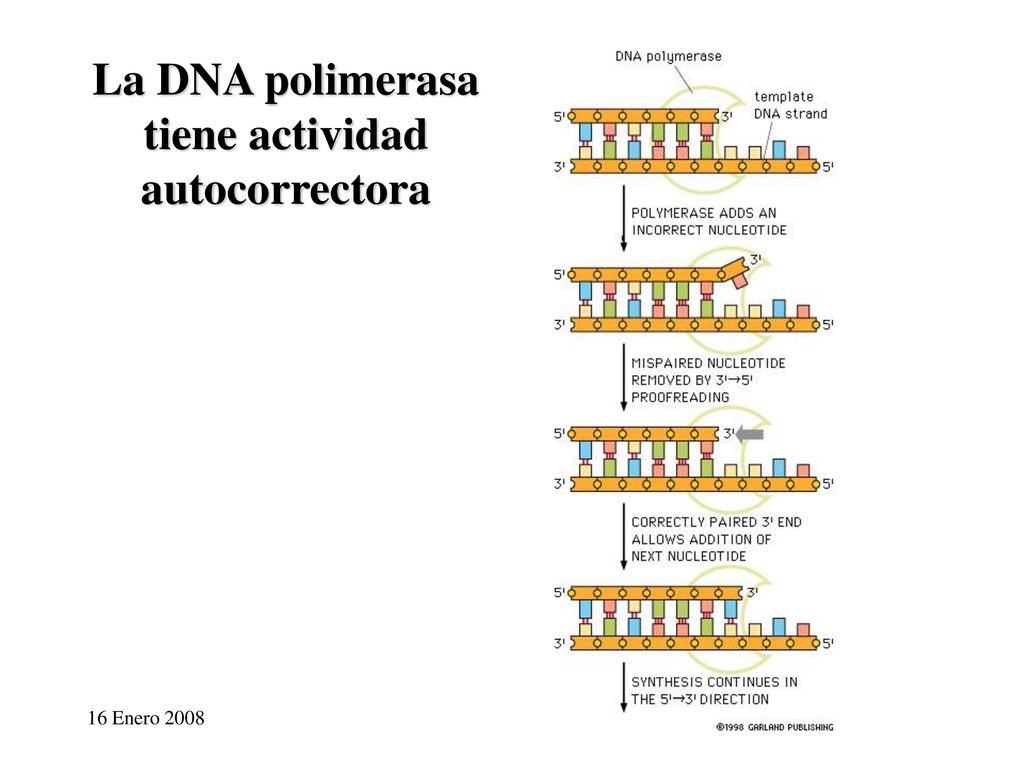 La DNA polimerasa tiene actividad autocorrectora