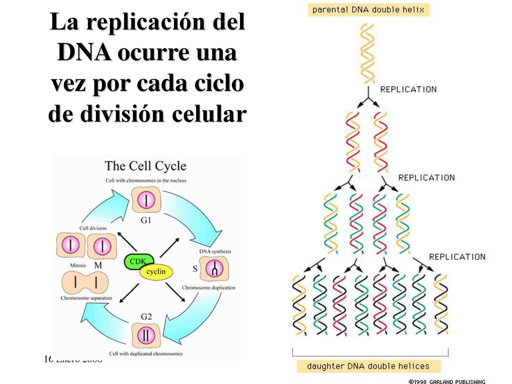 La replicación del DNA ocurre una vez por cada ciclo de división celular