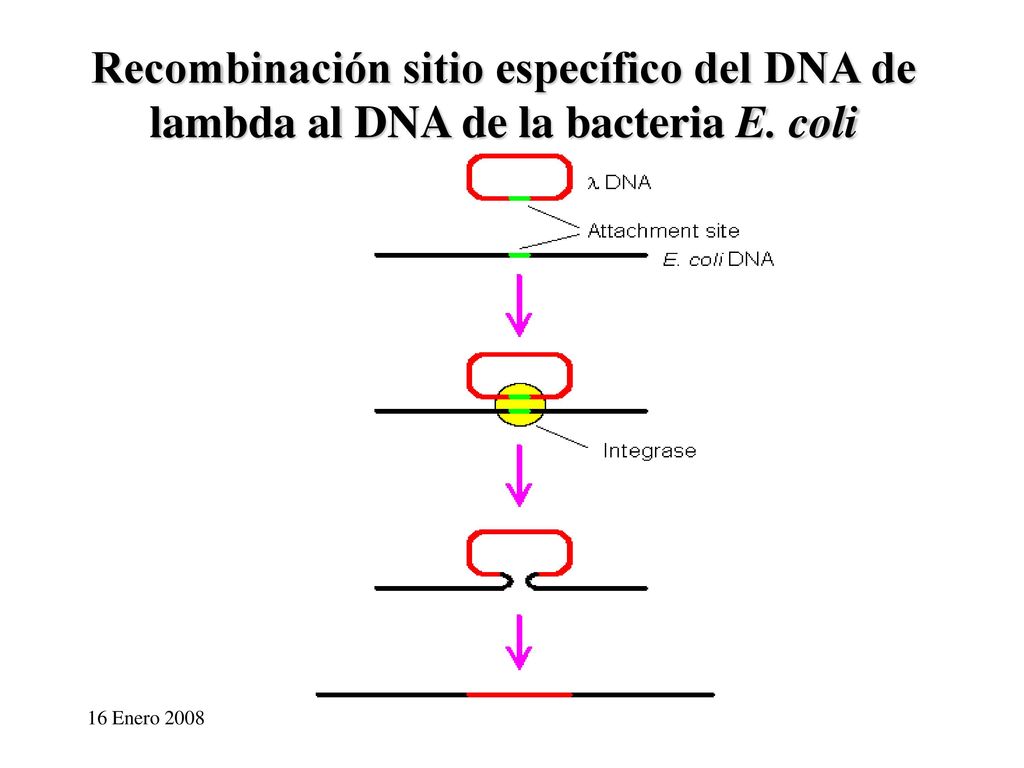 Recombinación sitio específico del DNA de lambda al DNA de la bacteria E. coli