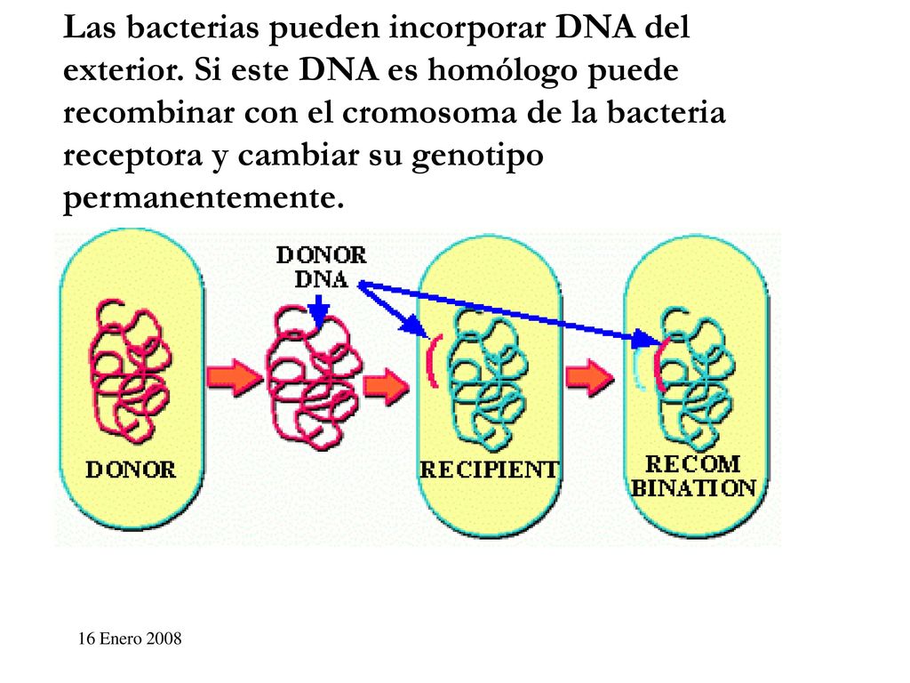 Las bacterias pueden incorporar DNA del exterior