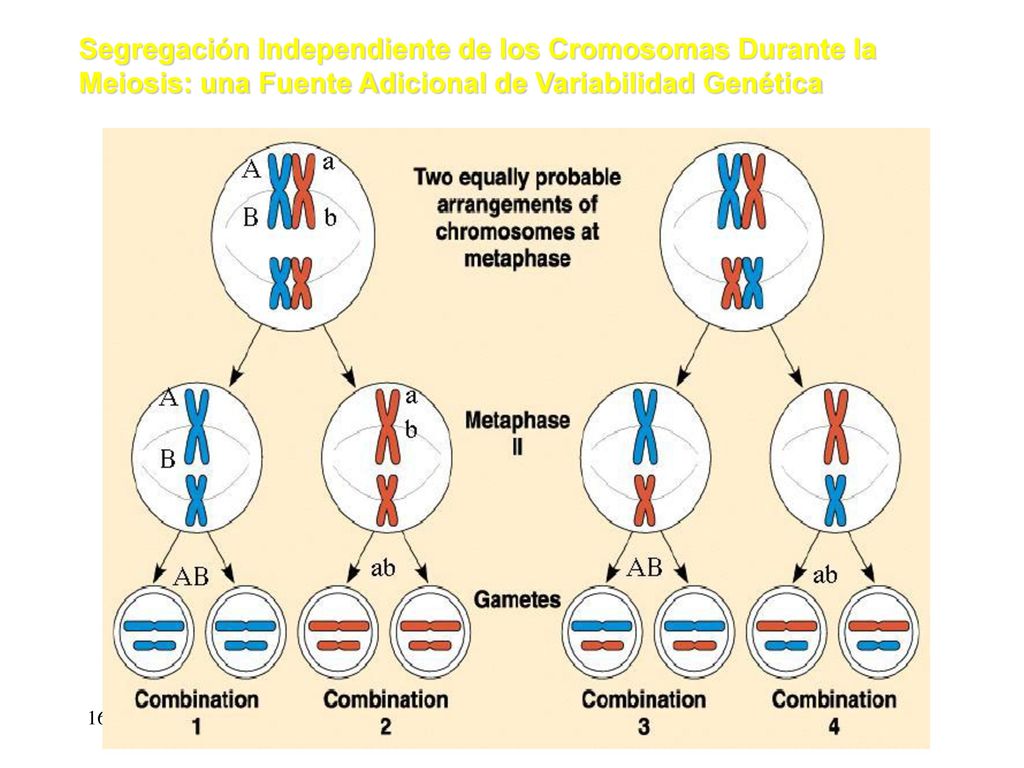 Segregación Independiente de los Cromosomas Durante la Meiosis: una Fuente Adicional de Variabilidad Genética