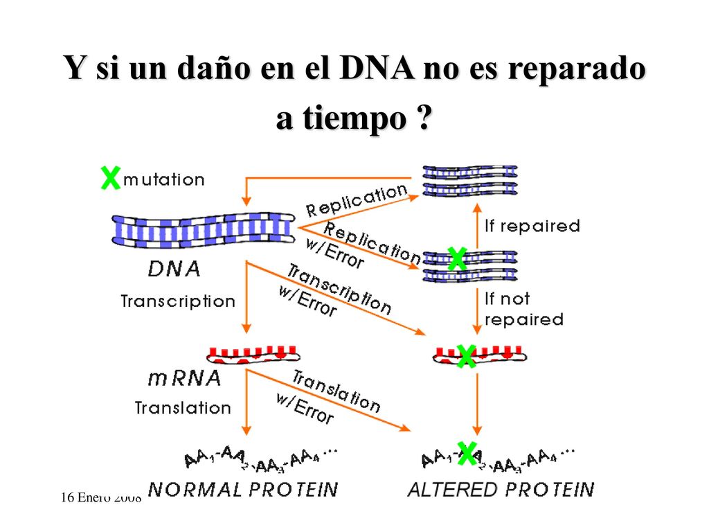 Y si un daño en el DNA no es reparado a tiempo