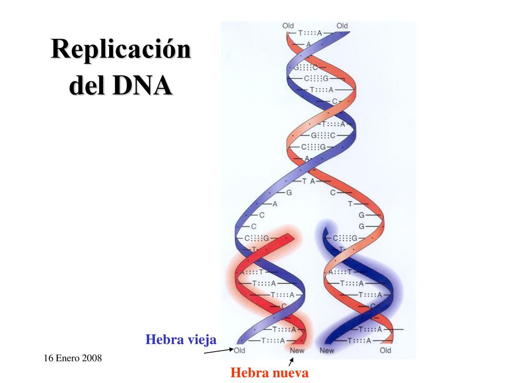 Replicación del DNA Hebra vieja 16 Enero 2008 Hebra nueva