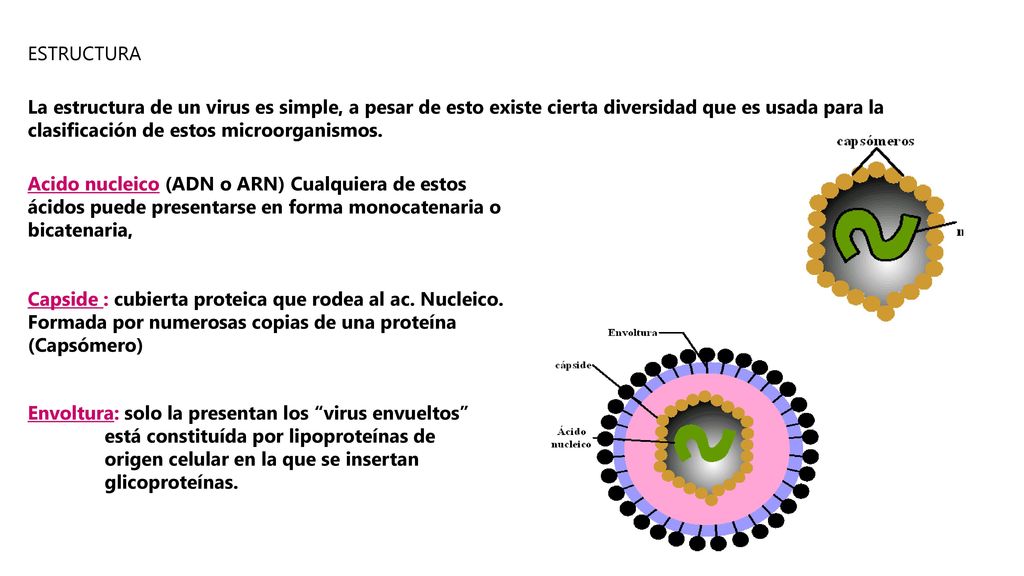 ESTRUCTURA La estructura de un virus es simple, a pesar de esto existe cierta diversidad que es usada para la clasificación de estos microorganismos.