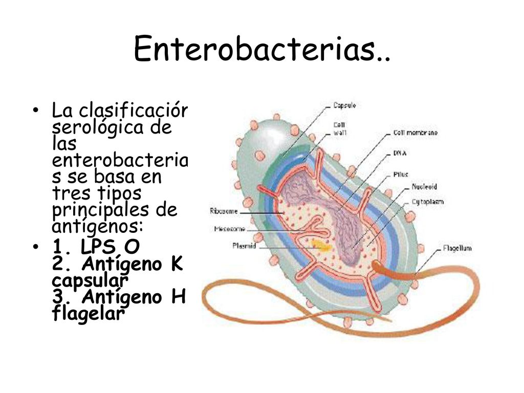 Enterobacterias.. La clasificación serológica de las enterobacterias se basa en tres tipos principales de antígenos: