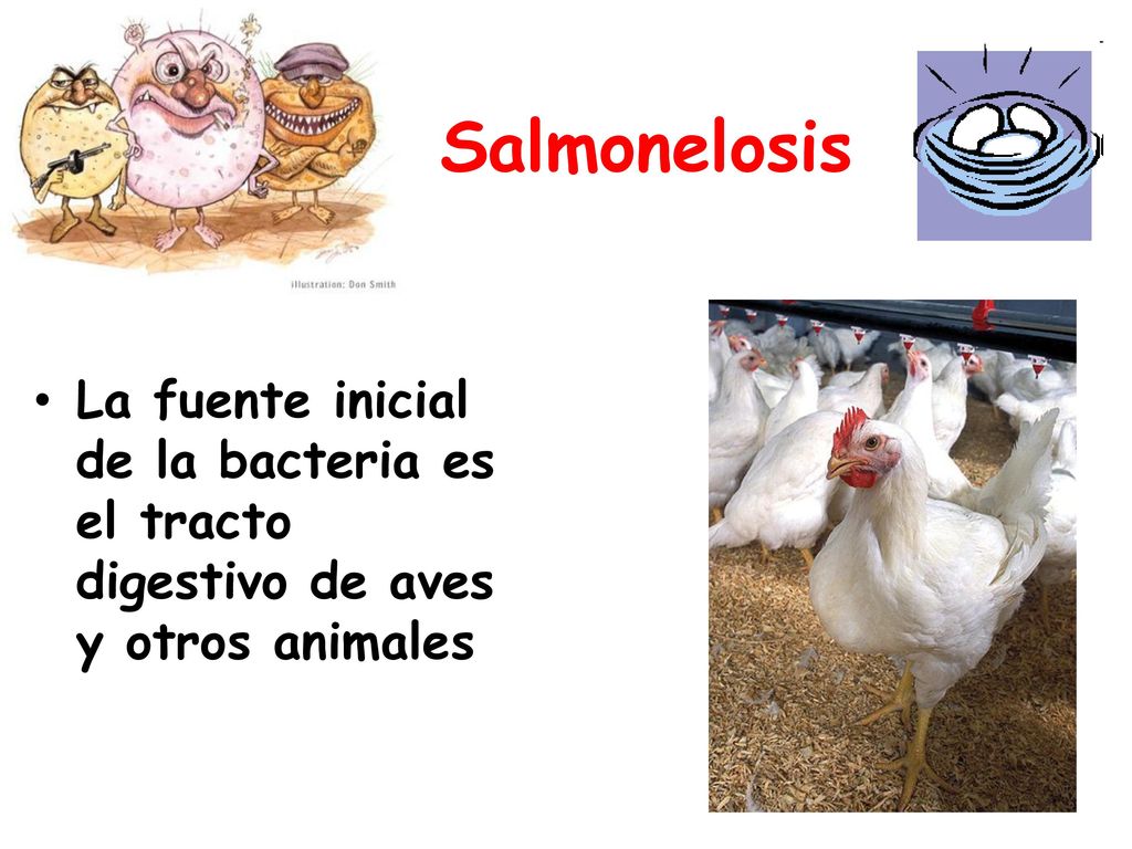 Salmonelosis La fuente inicial de la bacteria es el tracto digestivo de aves y otros animales