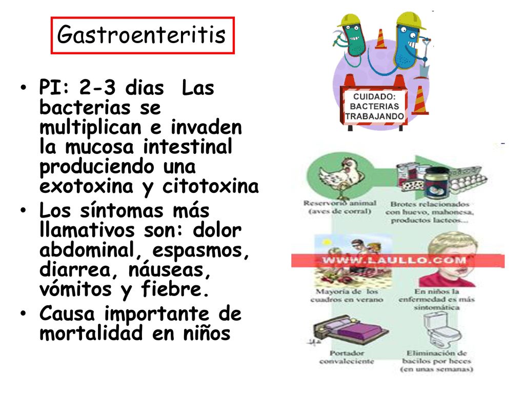 Gastroenteritis PI: 2-3 dias Las bacterias se multiplican e invaden la mucosa intestinal produciendo una exotoxina y citotoxina.