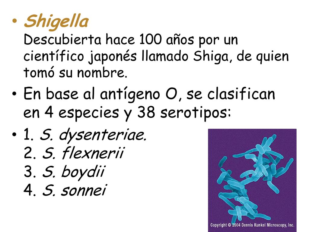 Shigella Descubierta hace 100 años por un científico japonés llamado Shiga, de quien tomó su nombre.