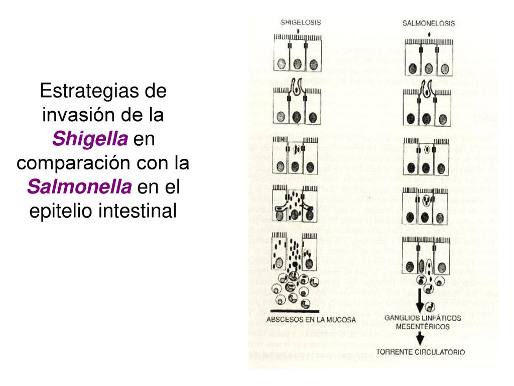 Estrategias de invasión de la Shigella en comparación con la Salmonella en el epitelio intestinal