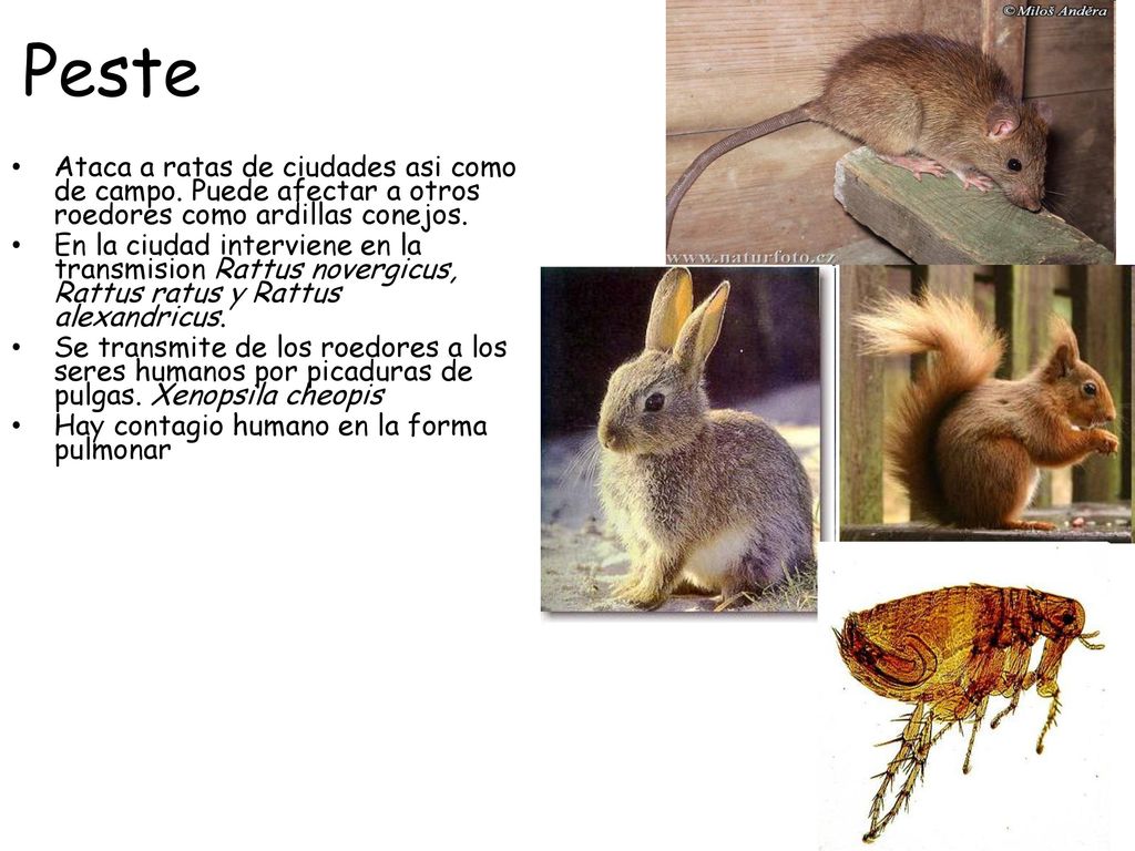 Peste Ataca a ratas de ciudades asi como de campo. Puede afectar a otros roedores como ardillas conejos.