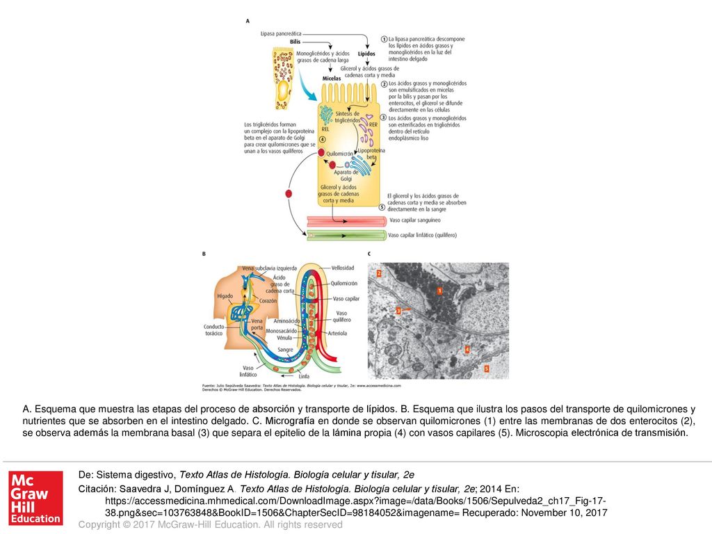 A. Esquema que muestra las etapas del proceso de absorción y transporte de lípidos. B. Esquema que ilustra los pasos del transporte de quilomicrones y nutrientes que se absorben en el intestino delgado. C. Micrografía en donde se observan quilomicrones (1) entre las membranas de dos enterocitos (2), se observa además la membrana basal (3) que separa el epitelio de la lámina propia (4) con vasos capilares (5). Microscopia electrónica de transmisión.