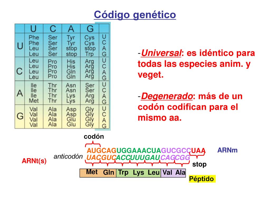 Código genético Universal: es idéntico para todas las especies anim. y veget. Degenerado: más de un codón codifican para el mismo aa.