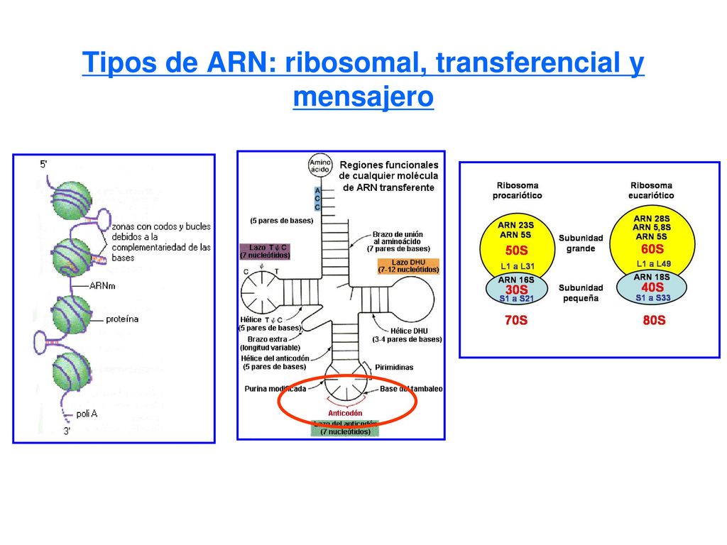 Tipos de ARN: ribosomal, transferencial y mensajero