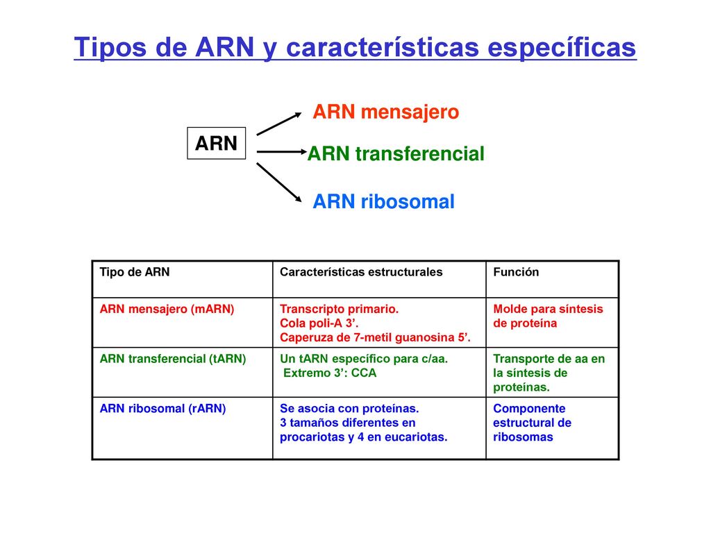 Tipos de ARN y características específicas