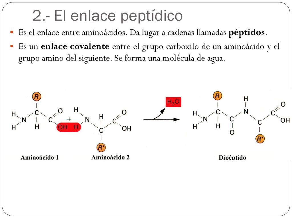2.- El enlace peptídico Es el enlace entre aminoácidos. Da lugar a cadenas llamadas péptidos.