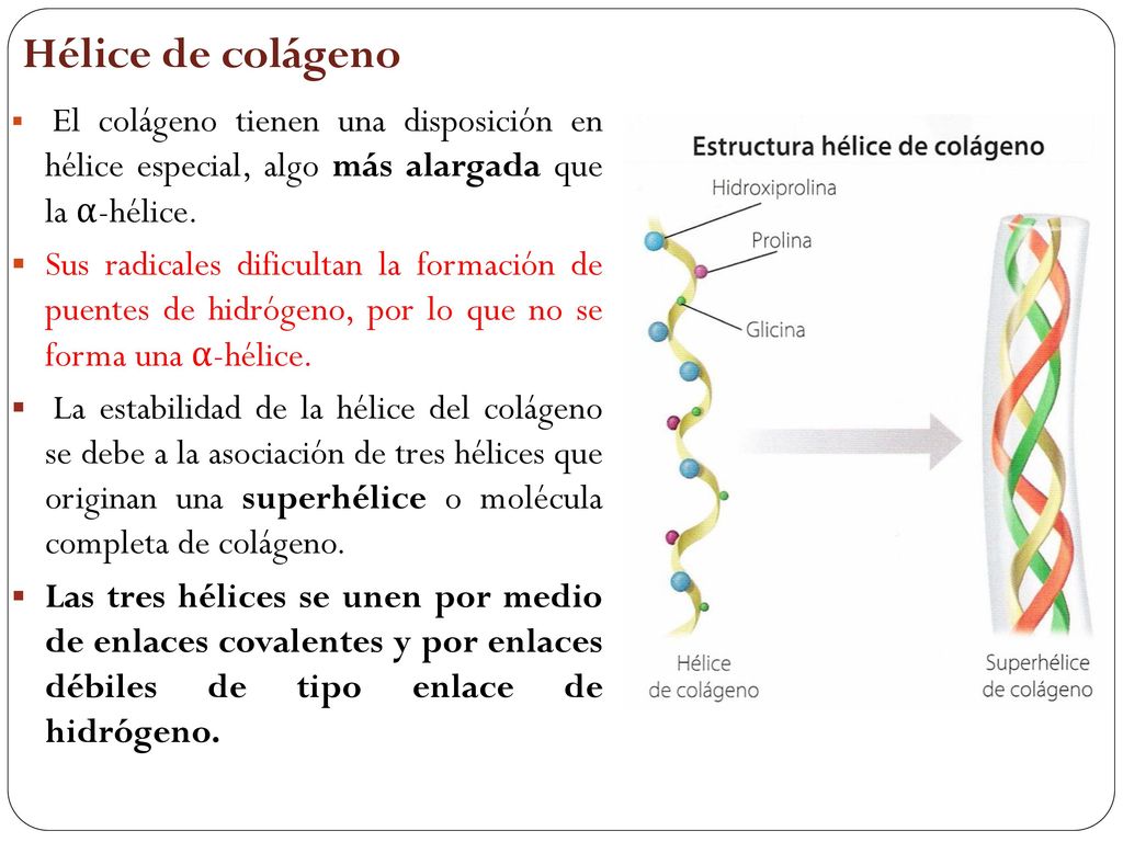 Hélice de colágeno El colágeno tienen una disposición en hélice especial, algo más alargada que la α-hélice.