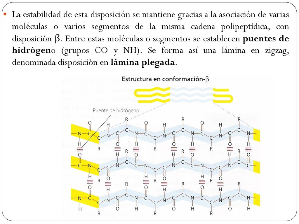 La estabilidad de esta disposición se mantiene gracias a la asociación de varias moléculas o varios segmentos de la misma cadena polipeptídica, con disposición β.