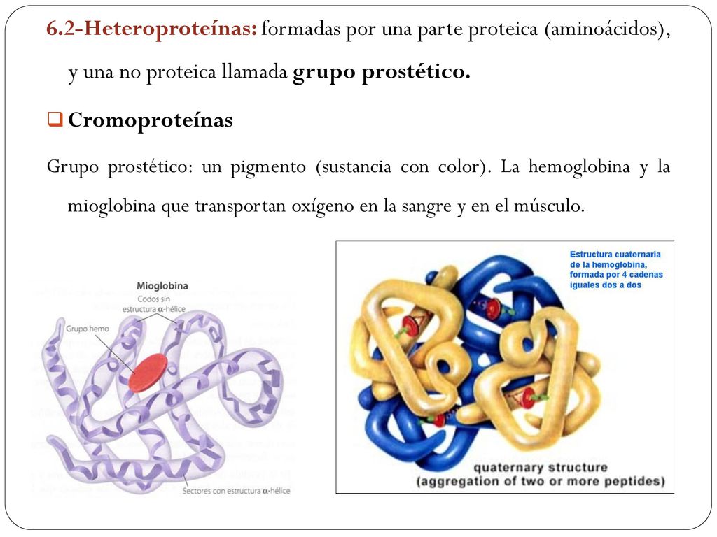 6.2-Heteroproteínas: formadas por una parte proteica (aminoácidos), y una no proteica llamada grupo prostético.