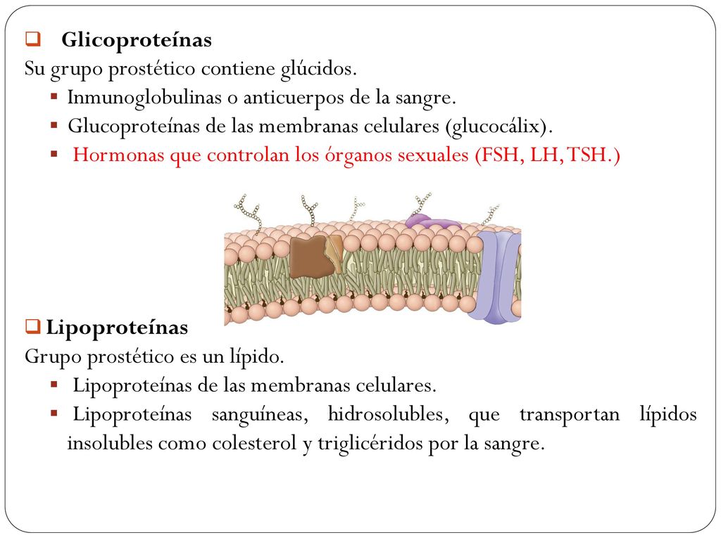 Glicoproteínas Su grupo prostético contiene glúcidos. Inmunoglobulinas o anticuerpos de la sangre.