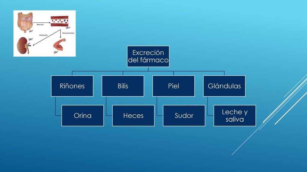 Excreción del fármaco Riñones Orina Bilis Heces Piel Sudor Glándulas Leche y saliva