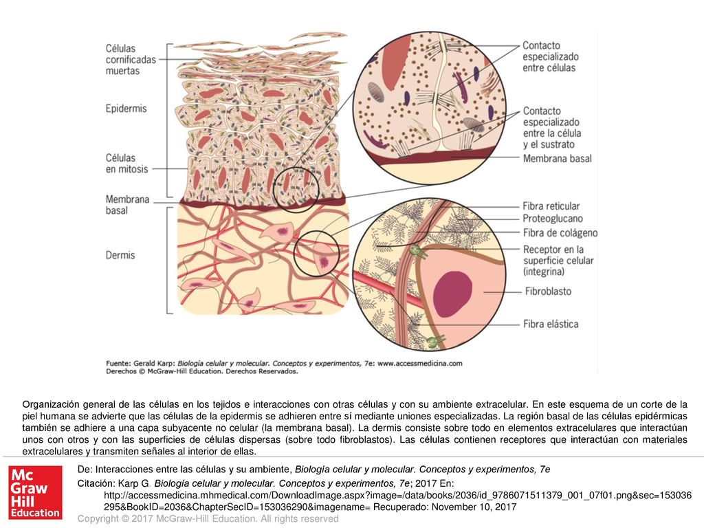 Organización general de las células en los tejidos e interacciones con otras células y con su ambiente extracelular. En este esquema de un corte de la piel humana se advierte que las células de la epidermis se adhieren entre sí mediante uniones especializadas. La región basal de las células epidérmicas también se adhiere a una capa subyacente no celular (la membrana basal). La dermis consiste sobre todo en elementos extracelulares que interactúan unos con otros y con las superficies de células dispersas (sobre todo fibroblastos). Las células contienen receptores que interactúan con materiales extracelulares y transmiten señales al interior de ellas.